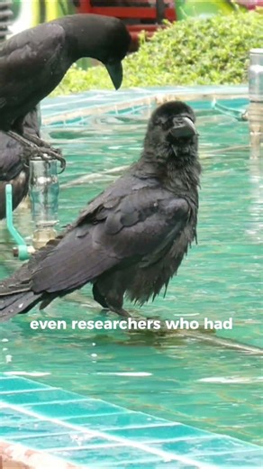 Crows hold grudges — and they pass them down to their children #shorts