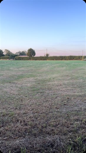 Sunday 5.30am and out in the front field with the dog and cats. Monty Don the gardener says it’s beautiful at this time of day and he’s not wrong. Just before coming back to the house to feed the animals the red double decker passes on its way to collect some of the fruit pickers from Dearnsdale Farm and take them to work in the fruit fields. . . #montydon #sunday #heatwave #dogsofinstagram #catsofinstagram #farmlife #july #earlymorningwalk | Welsh Rarebits