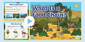 What Is a Food Chain? PowerPoint