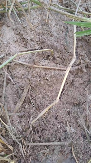 Understanding Unusual Twitching Urges