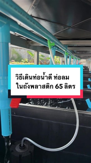 วิธีเดินท่อน้ำดี ท่อลม ในถังพลาสติก 65 ลิตร เลี้ยงปลาบอลลูน#เดินท่อระบบน้ํา #กล่องพลาสติก65ลิตร #เดินท่อลม #เลี้ยงปลาบอลลูน #mollyfish