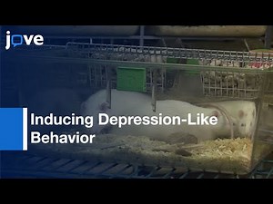 New Method For Inducing Depression-Like Behavior In Rats l Protocol Preview