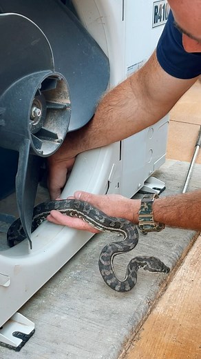 Python Sleeping In Aircon! #aircon #carpetpython #snake #reptile #wildlife #snakecatcher #sunshinecoast #moreton | Moreton Bay & Brisbane Snake Catchers 24/7