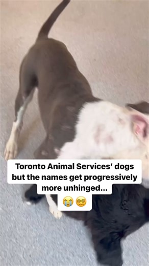 TAS shelter dogs, but the names get progressively more unhinged… Someone, somehow renamed all of our dogs! Worst of all they gave them strange, ridiculous and (arguably) pretty bad names. Gone are the Rovers, Spots and Fidos… in their place are “Mothball”, “Danny DeVito” and “Dijon Ketchup”. We don’t want these dogs to be stuck with these weird names, so we’re turning to you for help! Help us get these dogs OUT of our shelters and INTO loving homes ASAP. More important, save them from these awfu