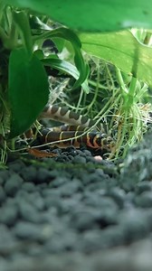 🐟 Kuhli Loach A slender and eel-like bottom-dweller known for its playful, nocturnal behavior and banded body pattern. Peaceful and shy, Kuhli Loaches are perfect for community tanks with soft substrate and plenty of hiding spots. Best kept in groups to feel secure and active. #KuhliLoach #BottomDweller #CommunityFish #FreshwaterFish #AquariumLife #Aquascape #vivariummanila | Vivarium Manila