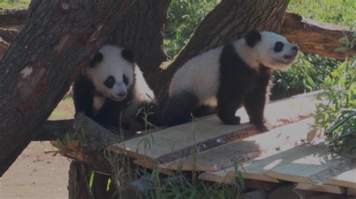 424 reactions · 6 comments | Panda twins in Germany step outside for first outdoor adventure Baby panda twins Meng Hao and Meng Tian, born in Berlin Zoo last year, on Thursday ventured outside for their first outdoor activity. In their first outdoor appearance, the twins displayed boundless curiosity, exploring wooden ladders, nibbling on bamboo, and delighting zoogoers with their playful antics. | BastilleGlobal | Facebook