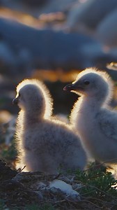 Adorable relict gull chicks are basking in golden sunshine in the Ordos Relict Gull Reserve in China's Inner mongolia. #Chinatravel #tourinChina #wonderlandchina #wonderfulChina #amazingChina #WowChina #BeautifulChina #wildchina | Miss Panda
