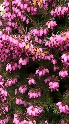 Erica × darleyensis 🌸 Résistante et florifère, cette bruyère illumine l’hiver avec ses grappes de fleurs délicates. Facile à cultiver, elle offre un tapis coloré et attire les pollinisateurs, même en saison froide ! | Silence ça pousse