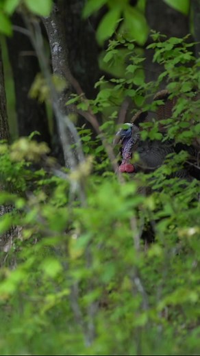 230K views · 4.2K reactions | I don’t know who needs to hear this, but here you go. #Spring #RollingThunder #ChampsLiveHere | Rolling Thunder Game Calls | Facebook