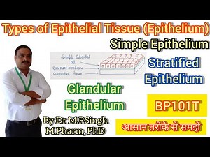 Types of Epithelial Tissue | Simple & Stratified Epithelium | Human Anatomy & Physiology | BP101T