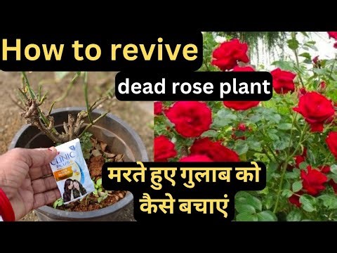 How to revive a dead rose plant. Rose plant care growing tips.