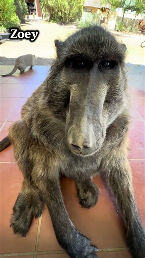 Windy Cindy lives on forever 💨😂 #animalshorts #funnyanimals #wildlife #rescueanimals