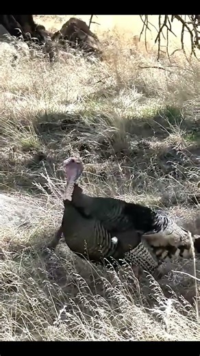 This Gobbler Never Saw It Coming #turkeyhunting #g4outdoors #hunting #shorts #gobblerhunting