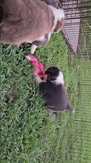 Border collie puppies playing in the grass! They are looking for their furever families!!