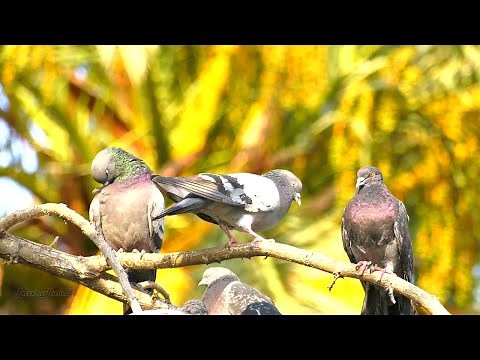 Amazing Natural Bird Sounds - A Flock of Pigeons - 2 Hours Nature Sounds Birds Chirping