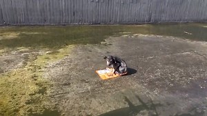 3.5M views · 40K reactions | One of the best puppy rescues in history! | For Animals. | Facebook