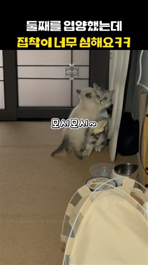 험난한 동거의 시작#고양이 #cat