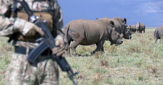 Controversial rhino horn sales eyed as solution to poaching crisis