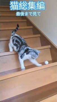 #なぜ 謎すぎる子猫遊び方 #子猫関連 #猫のいる暮らし #バズれー (SPORTS.ネコHOUSU)