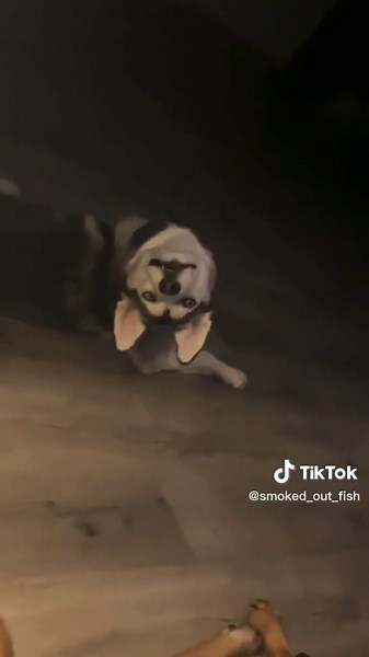Creepy Smiling Husky - Spooky Husky TikTok Video Explained