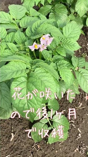 2026年4月25日 ジャガイモとタマネギの成長 #家庭菜園 #畑 #じゃがいも #野菜 #たまねぎ