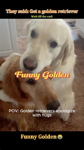Funny Golden Retriever Puppy Shenanigans 🐕💛