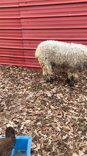 Thought this old ewe in the old sheep home pasture was dead. Little work and she only has a sore hoof. Saturday evening no vet wrap rubbed medicine on hoof wrapped in wool felt because wool has 5,000 hertz of healing energy and to hold it on I cut the knee down on old pair of pantyhose I use for tying rolls of felt. MacGyver taught me everything especially 101 uses of bailing twine#drycreeknaturals#macgyver#farmtofabric#teeswater#wool#fiberfarming#wetfelting#healingwool | Dry Creek Naturals