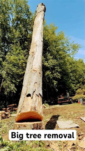 A big tree removal