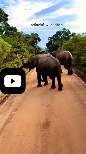 baby elephant affection😂