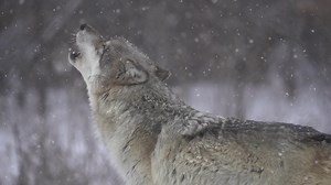 Come howl with us for our fourth howl night of 2023 this Saturday, July 8th at 7pm! Includes tours of wolf & coyote exhibits as well as discussions/programs about the various ways wolves communicate including scent marking, body language, and vocalizations. Understand why wolves howl and the different types of messages behind each howl. These Saturday evening programs conclude with a pack howl! Gift shop open upon the conclusion of the program. Please note this program begins promptly 15 minutes