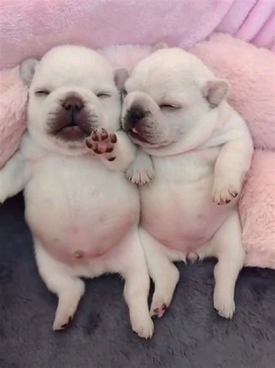 Cuando me enojo con mi perro pero lo amo