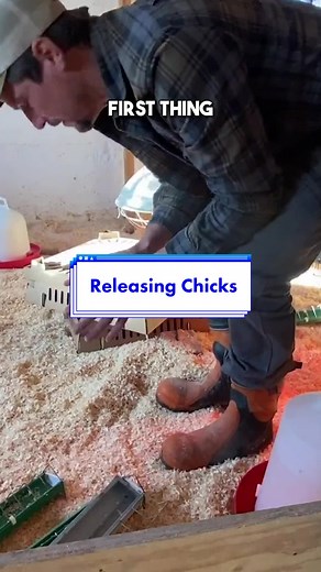Pasture-Raised Chicks: Quick & Safe Brooder Release