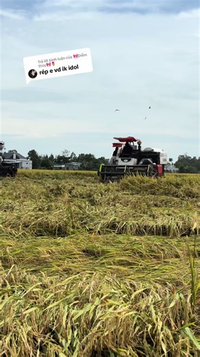 Trả lời @🎀Diễm thúy🎀🌷 hết video mới ờii coi đở mấy video cũ nhaa@Văn khang @VM🫂 @AnhDũng93 @Quạo Đầu Mèo 67 m1 @kiệt CaBin @✅ Văn Trường (105x)✅ @nguyễn luông #xhuongtiktok #máycắtlúadc105x #2009❤️‍🔥 #vuatocdomaygat #kubota