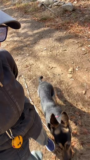 This is why my work helper Havii makes the big bucks . In the video, Napa is working on holding her off leash follow command at my side while Havii runs past us. No reactively  growing confidence  trust in the handler to lead and advocate ! Well done Napa (and Havii ). | Find Your Balance Dog Training | Facebook