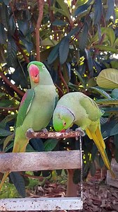 75K views · 6.6K reactions | Most Beautiful Parrot Pair Shafin and Alex ❤️ | Parrot Paradise | Facebook