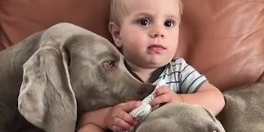 Why growing up with pets can be good for your child