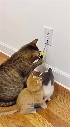 Funniest cat moment ever | Try not to laugh | Cat funny video for kids | Cat funny video compilation #fyp #foryoupage #funnyvideos #trendingcats #cutecats