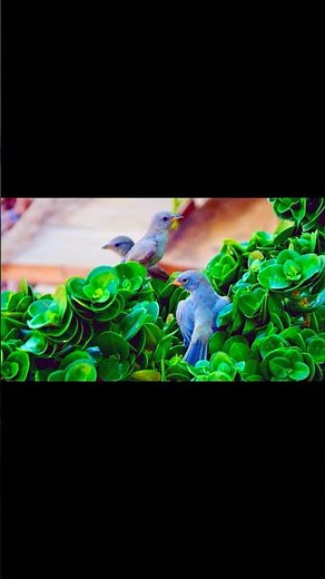 Verdin Family -- Juvenile Verdin in my backyard. #verdinbird #birds #birdbaby #wildlife