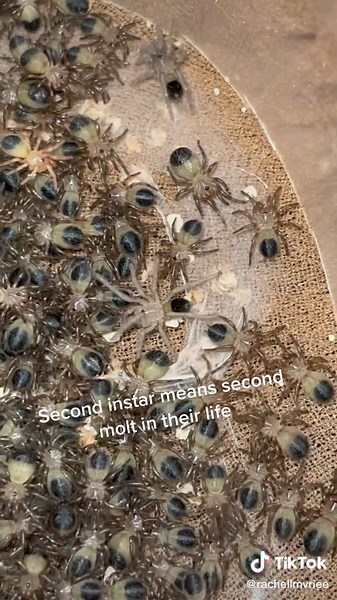 More updates! They’re starting to molt into second instar! Here’s the first look at 2i! #tarantula #fyp #foryoupage #ArmaniMyWay #babiesoftiktok