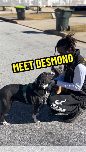 Wick on Instagram: "A good dog trainer should be able to teach & coach their client…not just train the dog…training the dog is the easy part…training the client takes a certain level of intelligence & understanding to be able to verbally instruct & get real results"