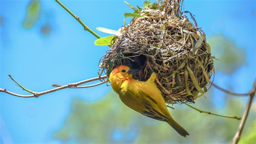 The Best Nest Materials To Leave Out For Birds - House Digest