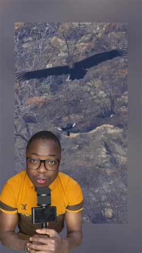 Incentive Program Live Story: Partnership Insights