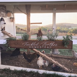 All the Single Ladies Are Rejoicing, This Family Built the Coop We've Always Dreamed Of