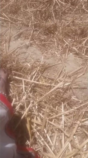 #bhojpu#song #bhojpuri #mus ri #song 🥀🥀❤️❤️🌹🌹