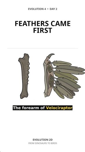 Feathers Evolved Before Dinosaurs Could Fly
