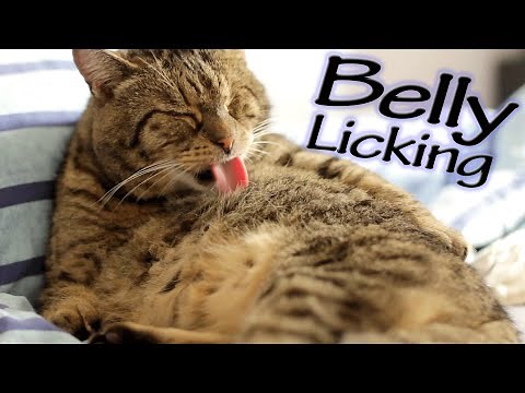 ASMR Cat - Grooming #1