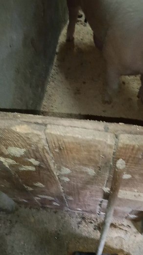 7K views · 33 reactions | Rara vez me sale alguno así de confianzudo #cerdos #granja #aldea #autoconsumo | Miguel Martinelli | Facebook