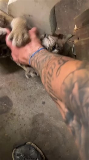Caring for Stray Cats: A Story of Love and Belly Rubs