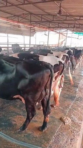 बड़े काम की चीज है ये। Fogger system in dairy farm ! India farming management