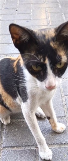Cutest Cat Moments You’ll See Today! #catvideo #kittens #PetVideo